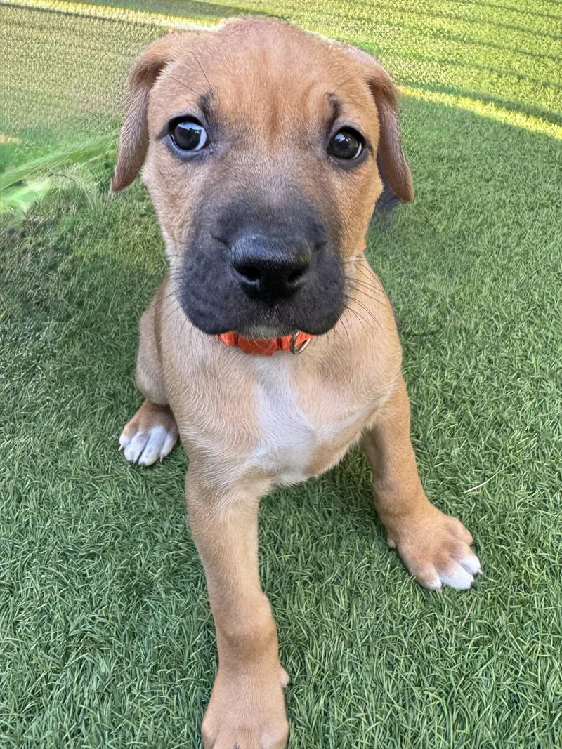 A baby large-sized female Mixed Breed dog named Neptune for adoption in Henderson, NV