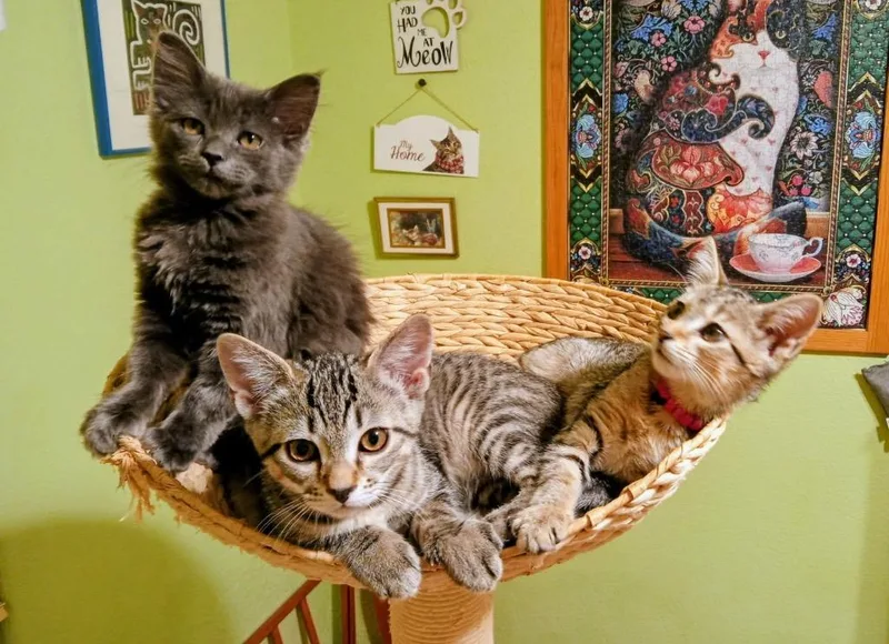 Zuni