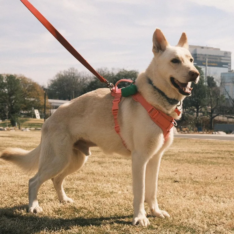 Buttermilk thumbnail 2