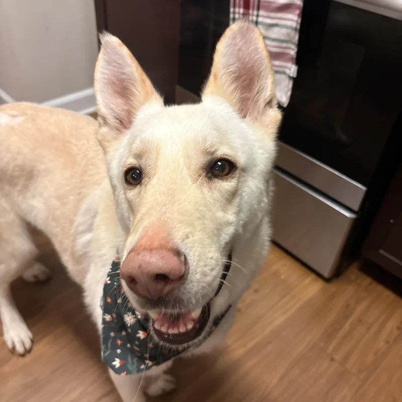 Buttermilk thumbnail 3