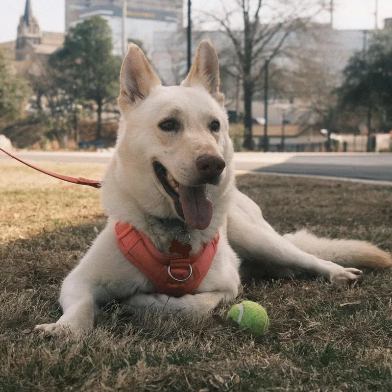 Buttermilk thumbnail 4