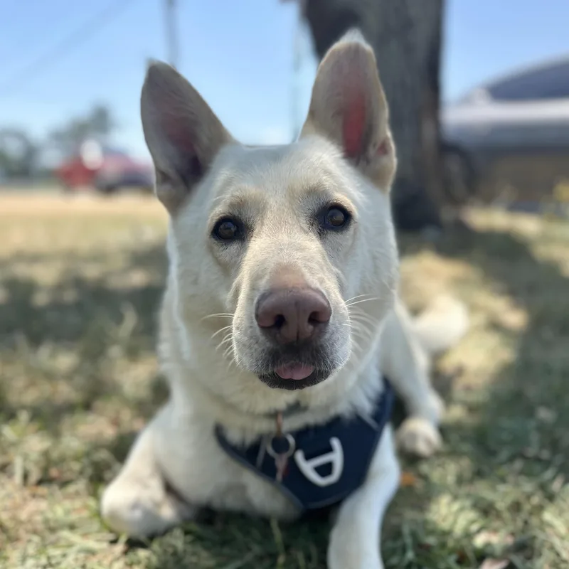 An adult large-sized male White / Cream White German Shepherd dog named Buttermilk for adoption in Columbia, SC