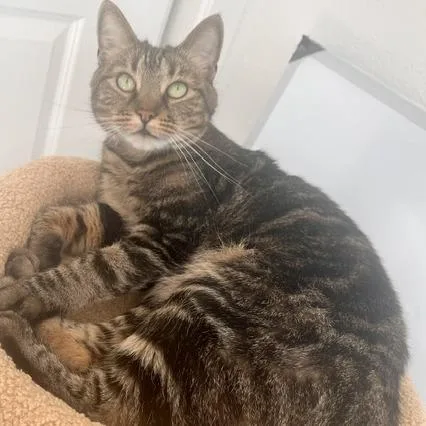 An adult medium-sized female Brown / Chocolate Domestic Short Hair cat named Sami for adoption in Point Richmond, CA