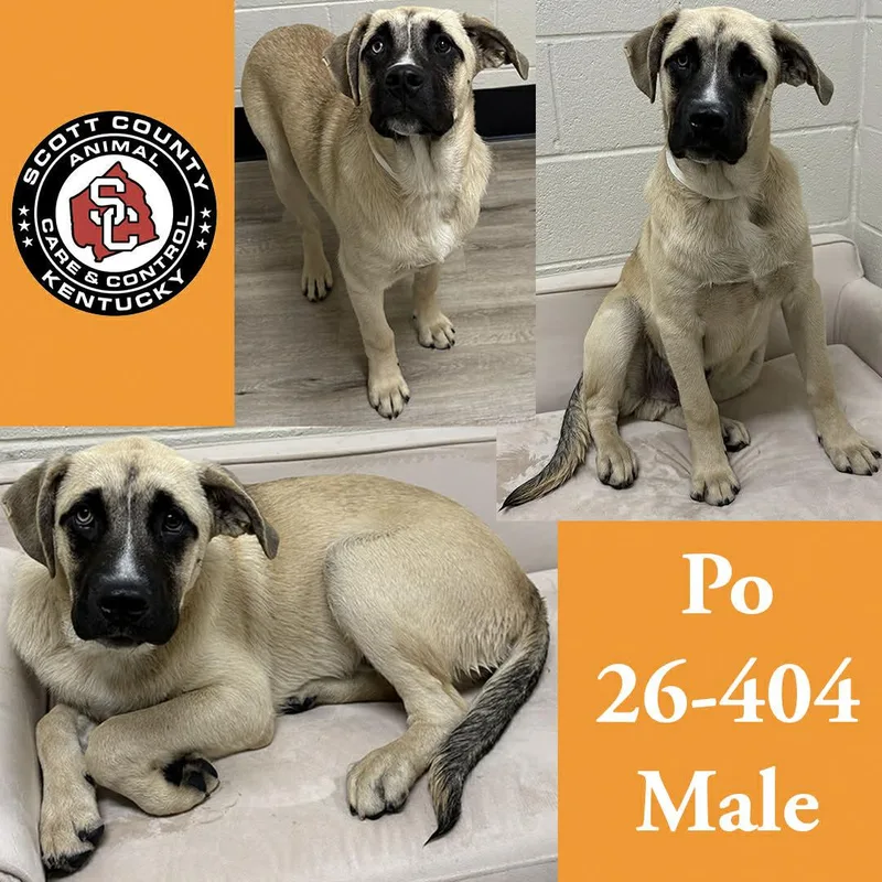 A young large-sized male Belgian Shepherd / Malinois dog named Po for adoption in Georgetown, KY