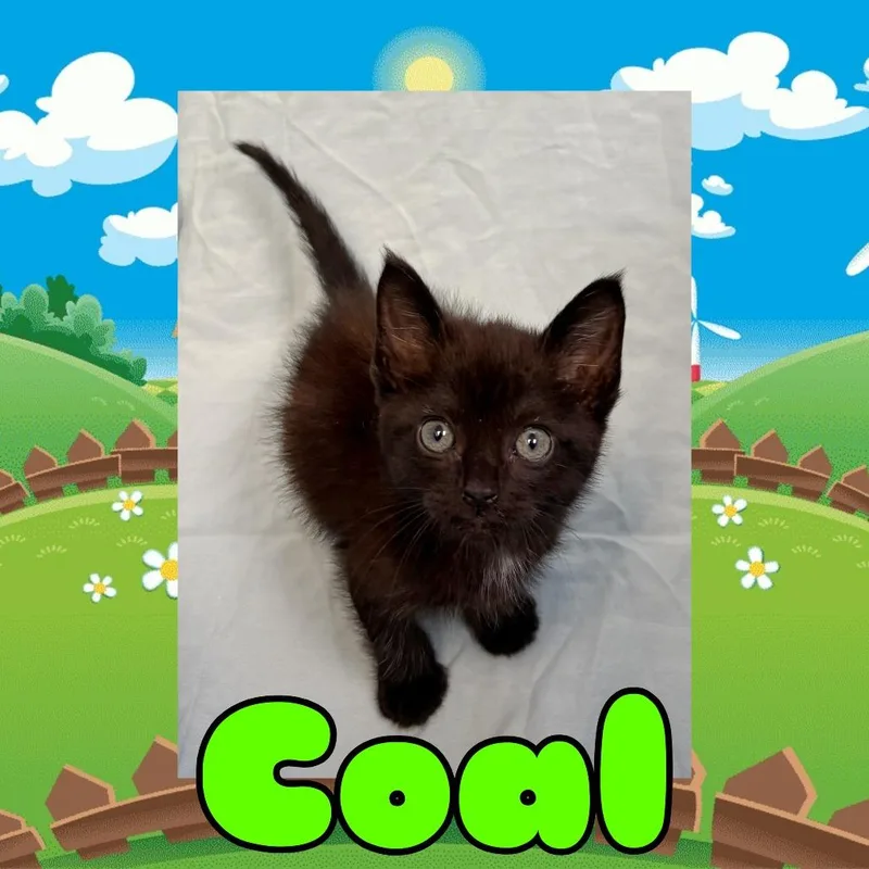 A baby small-sized male Black Domestic Short Hair cat named Coal for adoption in Royse City, TX