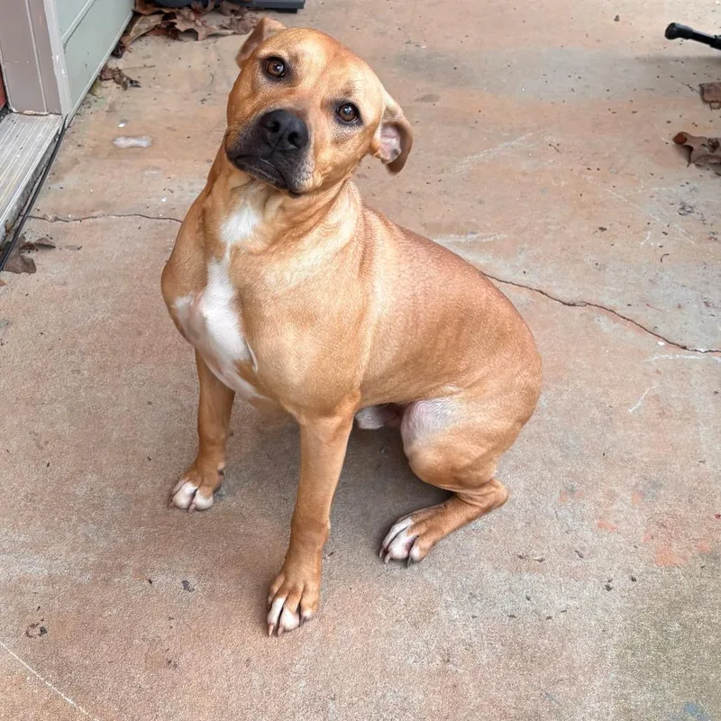 An adult medium-sized male Yellow / Tan / Blond / Fawn Boxer dog named Roscoe for adoption in Columbus, GA