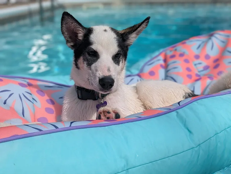 A baby medium-sized male Husky dog named Yoshi for adoption in St. Louis, MO