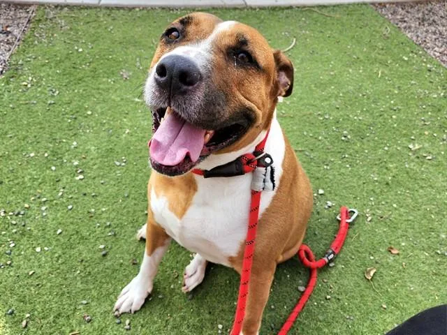 An adult large-sized male Bull Terrier dog named Bruno for adoption in Phoenix, AZ