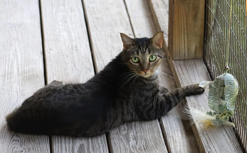 A young medium-sized male Domestic Short Hair cat named Evan for adoption in North Fort Myers, FL