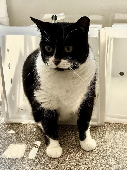 A senior large-sized female Domestic Short Hair cat named Oink for adoption in Mason, MI
