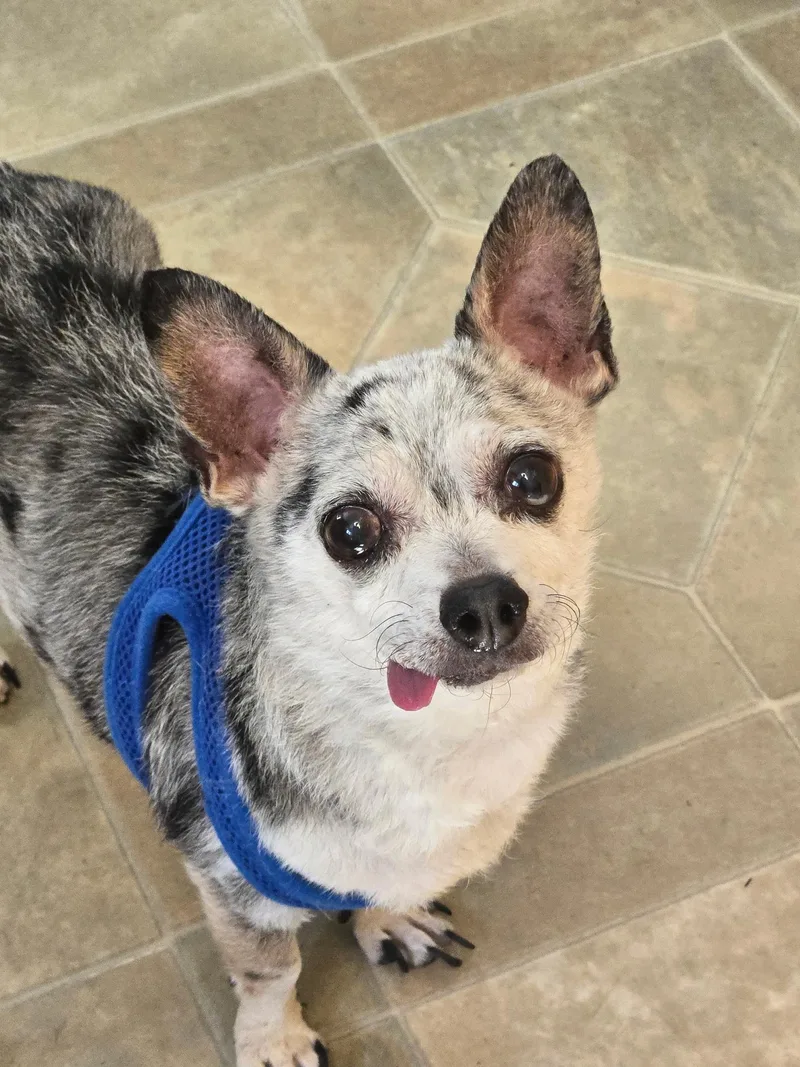 A senior small-sized male Harlequin Chihuahua dog named Handsome Artie for adoption in Stamford, CT