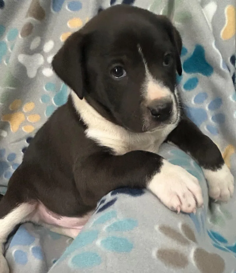 Pop Cereal thumbnail 2