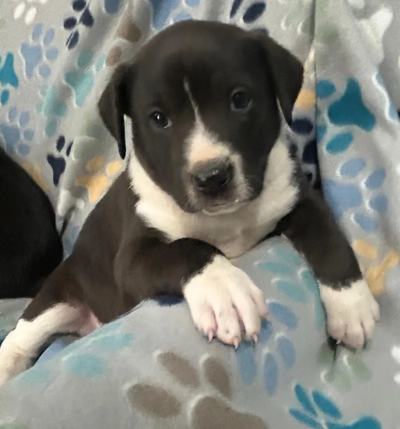 Pop Cereal thumbnail 3