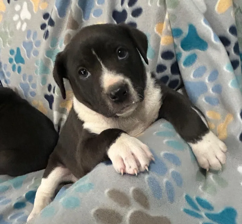 Pop Cereal thumbnail 4