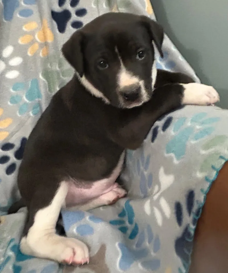 Pop Cereal thumbnail 5