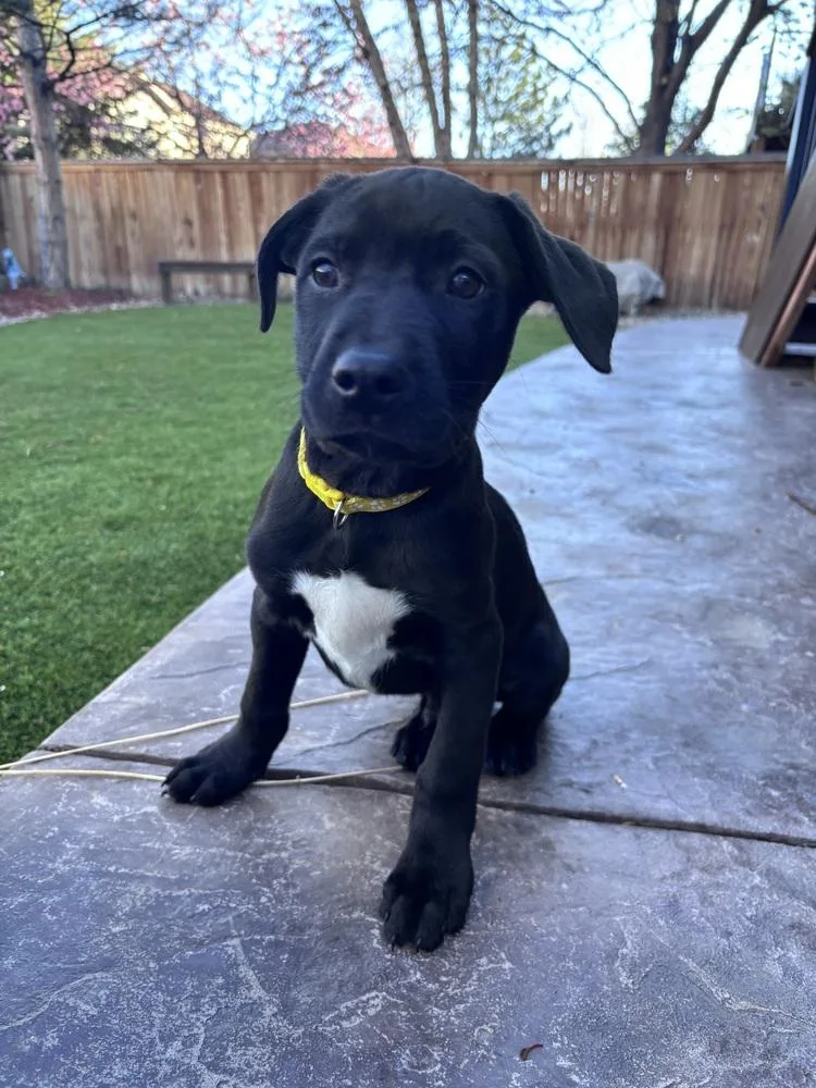 A baby medium-sized male Black Labrador Retriever dog named Cllaark Sprout for adoption in Broomfield, CO