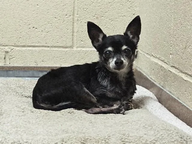 A senior small-sized female Chihuahua dog named Lexie for adoption in Martinez, CA
