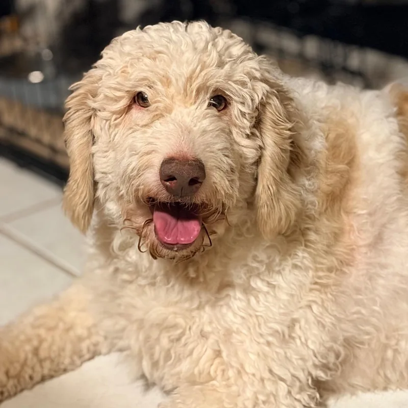 An adult medium-sized female Goldendoodle dog named Samantha Stephens for adoption in Mokena, IL