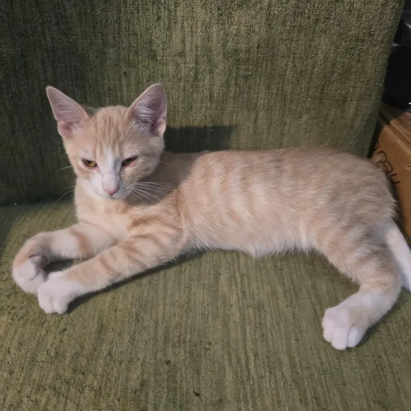 A baby small-sized male Orange / Red Domestic Short Hair cat named Vern for adoption in Winchester, VA