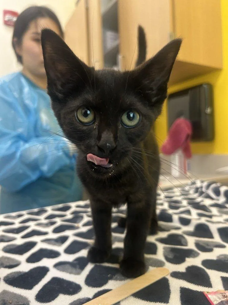 A baby small-sized female Black Domestic Short Hair cat named Lacey for adoption in Raleigh, NC