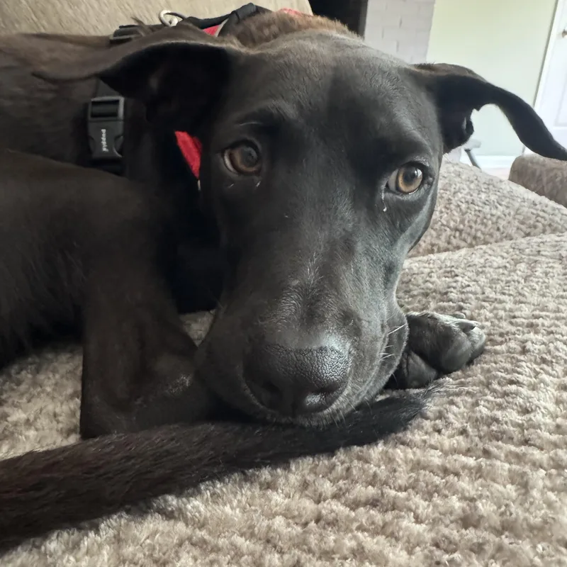 A young medium-sized male Mixed Breed dog named Finn for adoption in Brooklyn, NY
