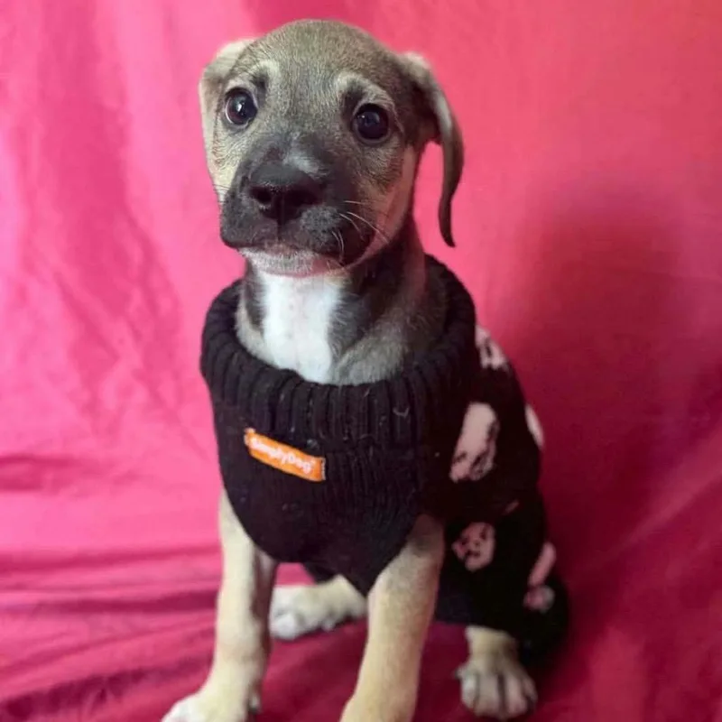 A baby medium-sized male Yellow / Tan / Blond / Fawn Chihuahua dog named Alp for adoption in Washington, DC