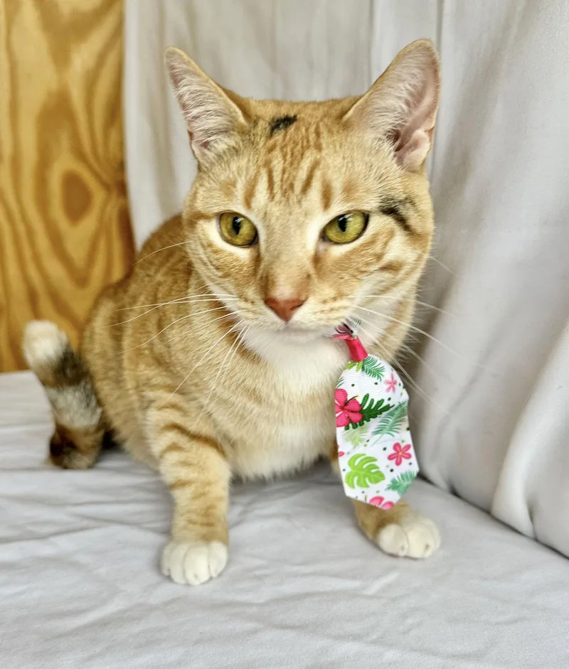 An adult medium-sized female Orange / Red Domestic Short Hair cat named Rosie for adoption in Margate, FL