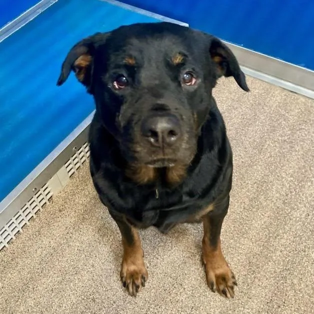 A senior large-sized female Black Rottweiler dog named Maevis for adoption in Ballston Spa, NY