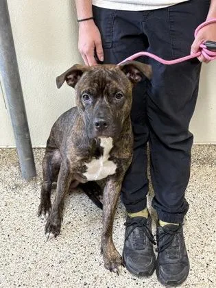An adult large-sized male Mixed Breed dog named Captain Hook for adoption in Clarks Summit, PA
