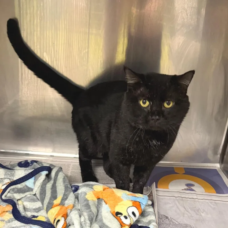 An adult large-sized male Black Domestic Short Hair cat named Marz for adoption in Belleville, IL