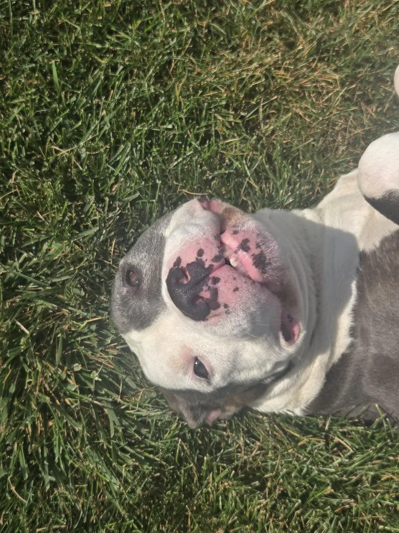An adult large-sized female Gray / Blue / Silver American Staffordshire Terrier dog named Moana for adoption in Joliet, IL