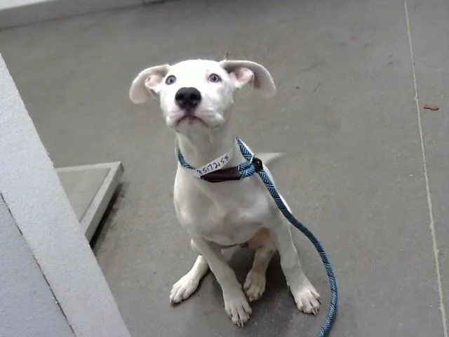 A baby large-sized female Pit Bull Terrier dog named Roo for adoption in Mesa, AZ