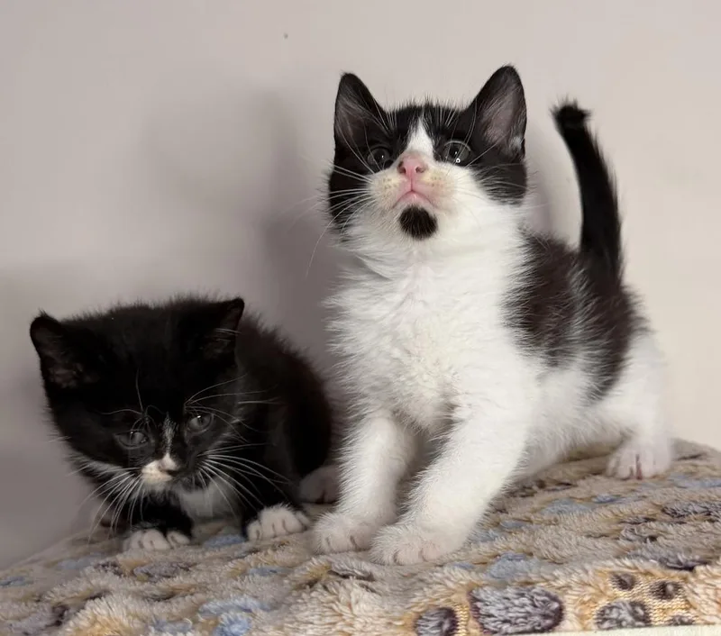 A baby small-sized male Black & White / Tuxedo Domestic Short Hair cat named Woody for adoption in Martinsburg, WV