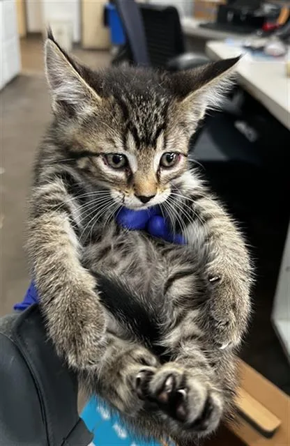 A baby medium-sized female Domestic Medium Hair cat named Freeway for adoption in Dallas, TX