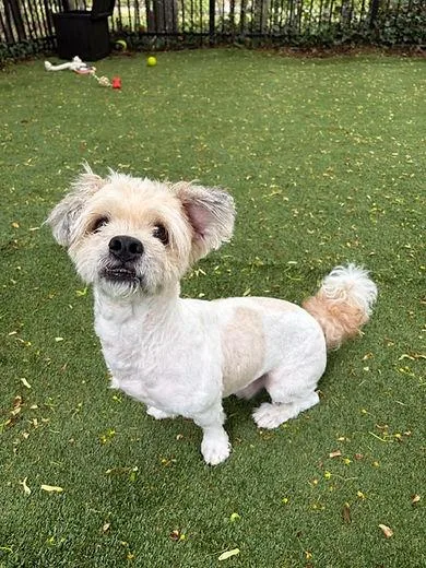 An adult small-sized male Terrier dog named Snuffleupagus for adoption in Huntington, NY