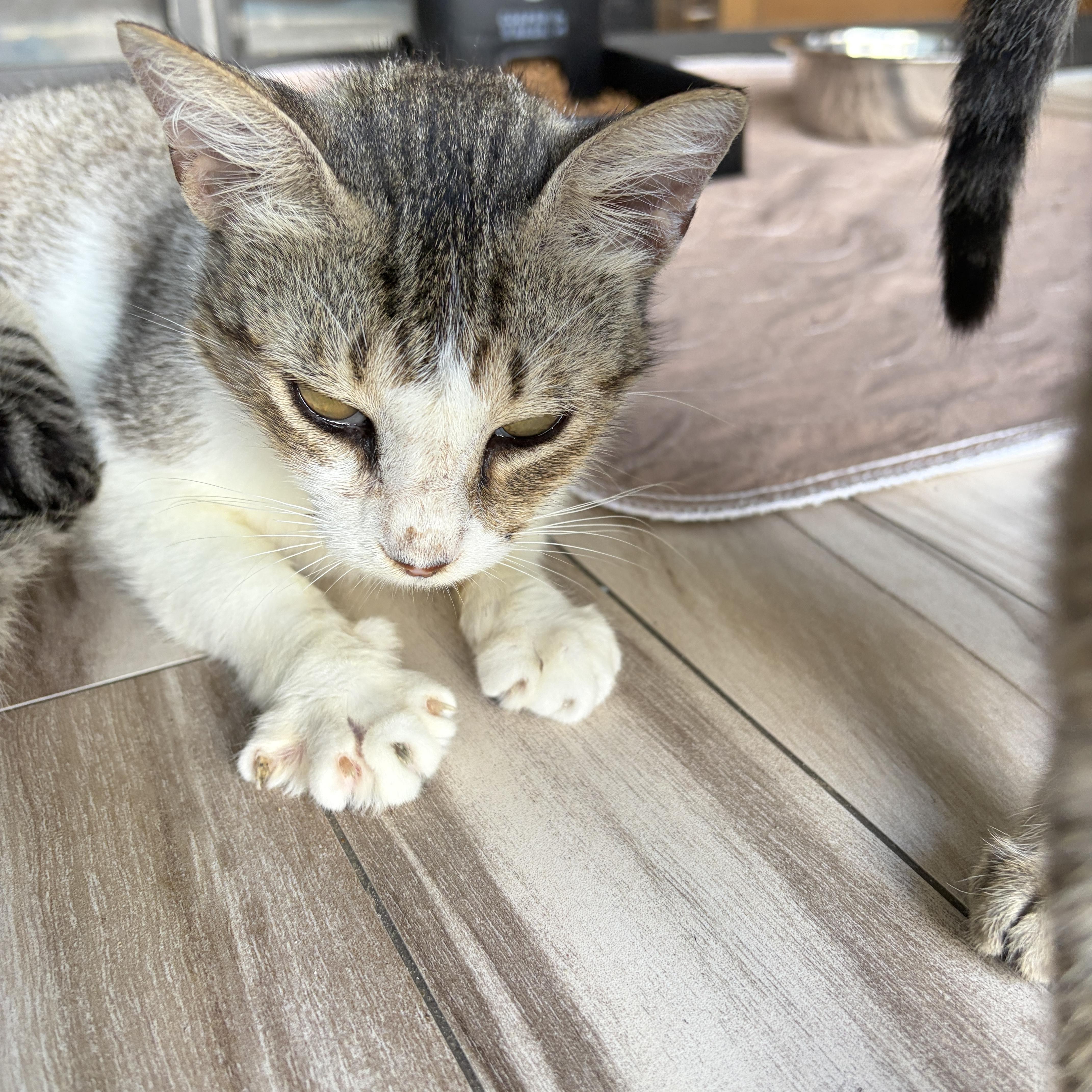 An adult medium-sized female White Domestic Short Hair cat named Clancy for adoption in Lauderhill, FL