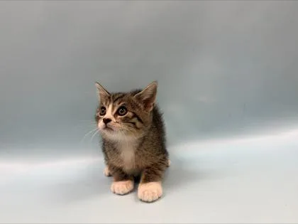 A baby small-sized female Domestic Short Hair cat named Aphrodite for adoption in Woodbury, MN