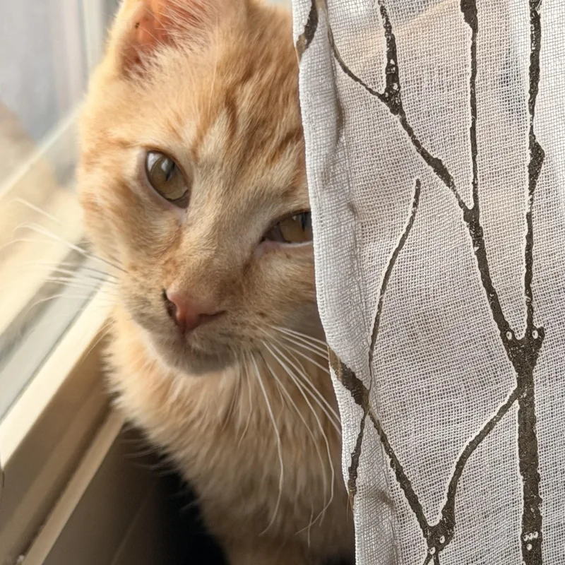 A baby medium-sized female Orange & White Domestic Short Hair cat named Rusty for adoption in Denver, CO