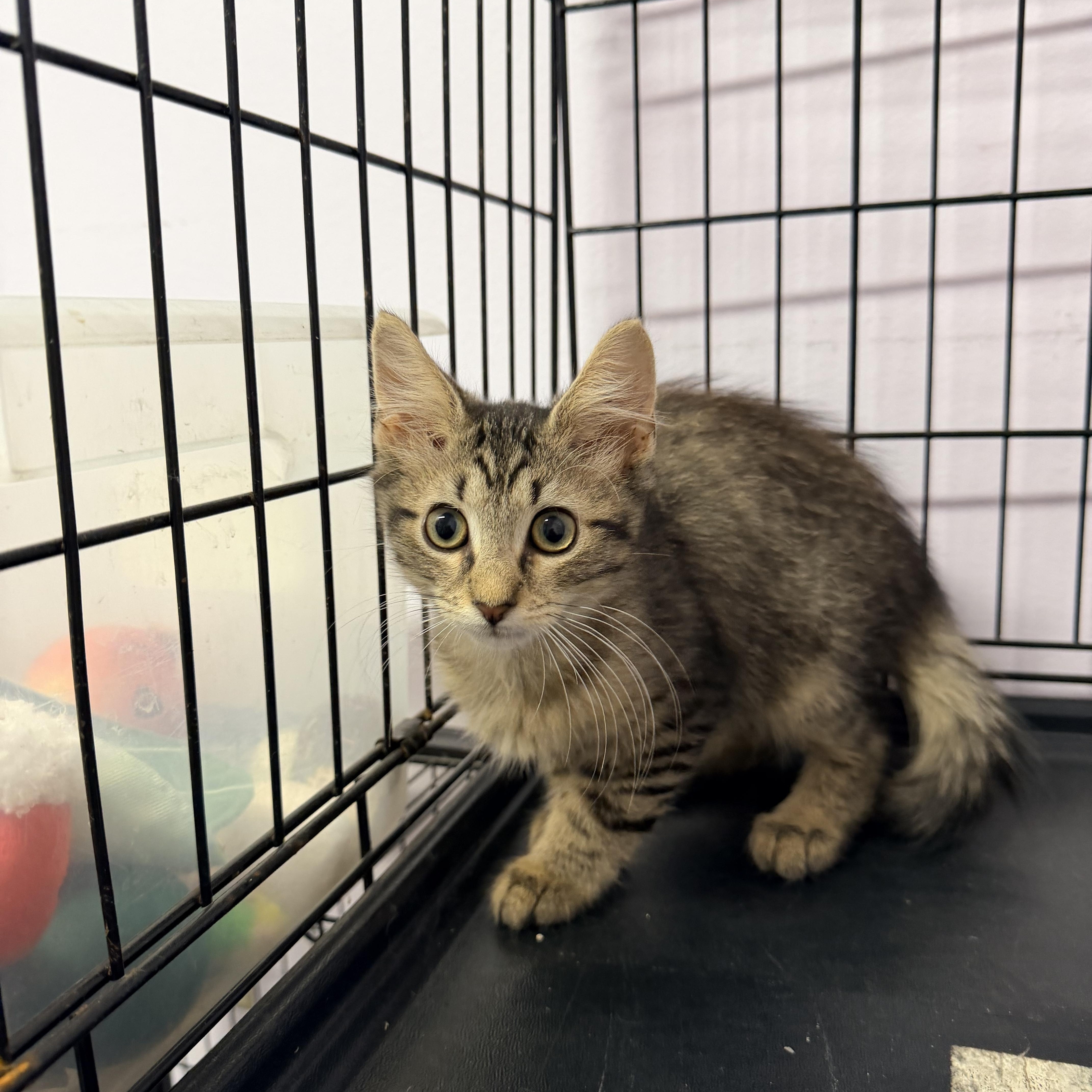 A baby medium-sized male Domestic Medium Hair cat named Evan for adoption in Logan, OH