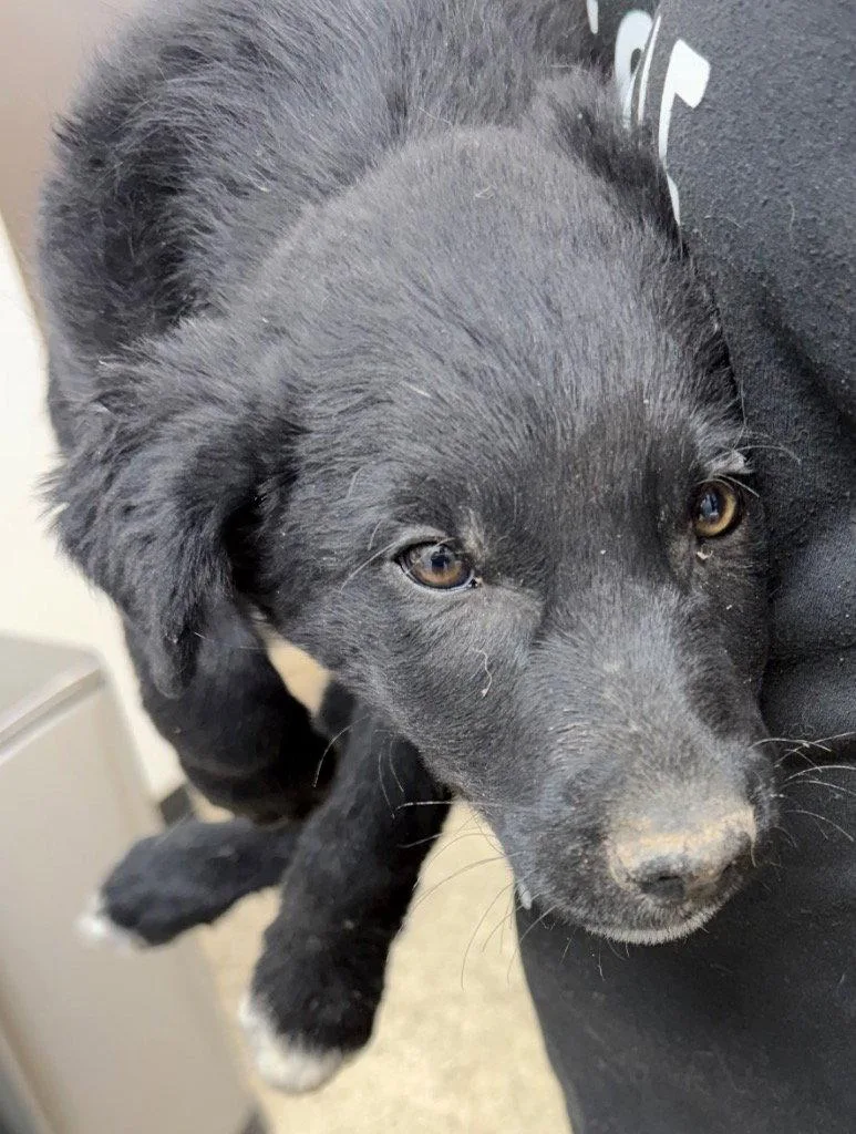 A baby medium-sized male Shepherd dog named Walter for adoption in Saint George, UT