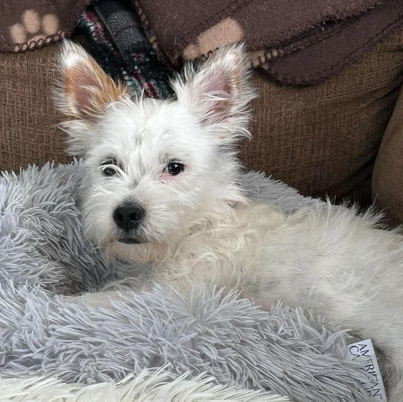 Piper