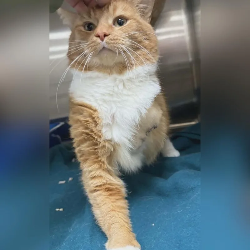 A senior small-sized male Orange / Red Domestic Short Hair cat named Bender for adoption in Toledo, OH