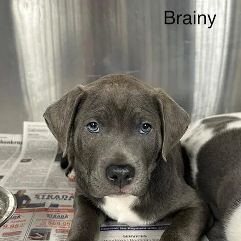 A baby small-sized male Gray / Blue / Silver Mixed Breed dog named Brainy for adoption in Knoxville, TN