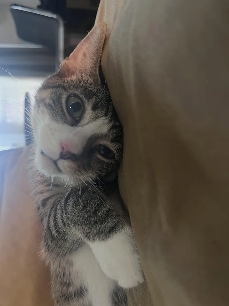 A young medium-sized male American Shorthair cat named Spam Jr for adoption in Brooklyn, NY