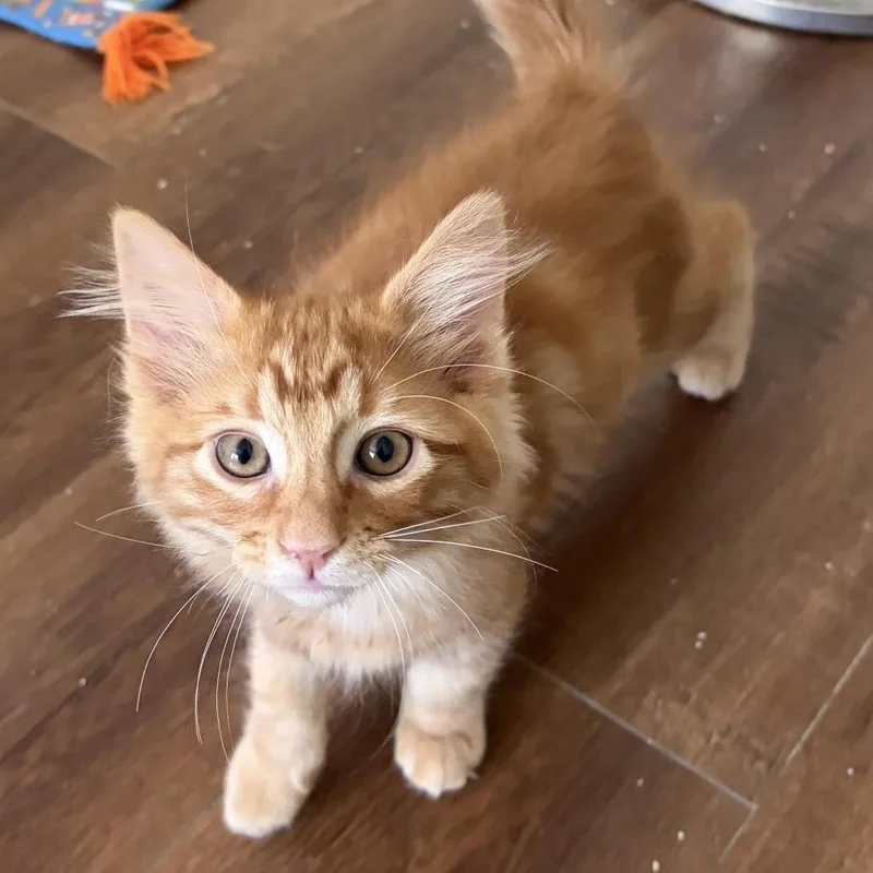 A baby small-sized male Orange / Red Domestic Short Hair cat named Frankie for adoption in Los Angeles, CA