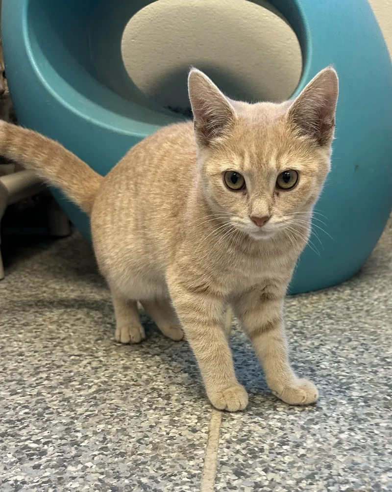 A baby medium-sized female Tabby (Buff / Tan / Fawn) Domestic Short Hair cat named Lapis for adoption in Manassas, VA