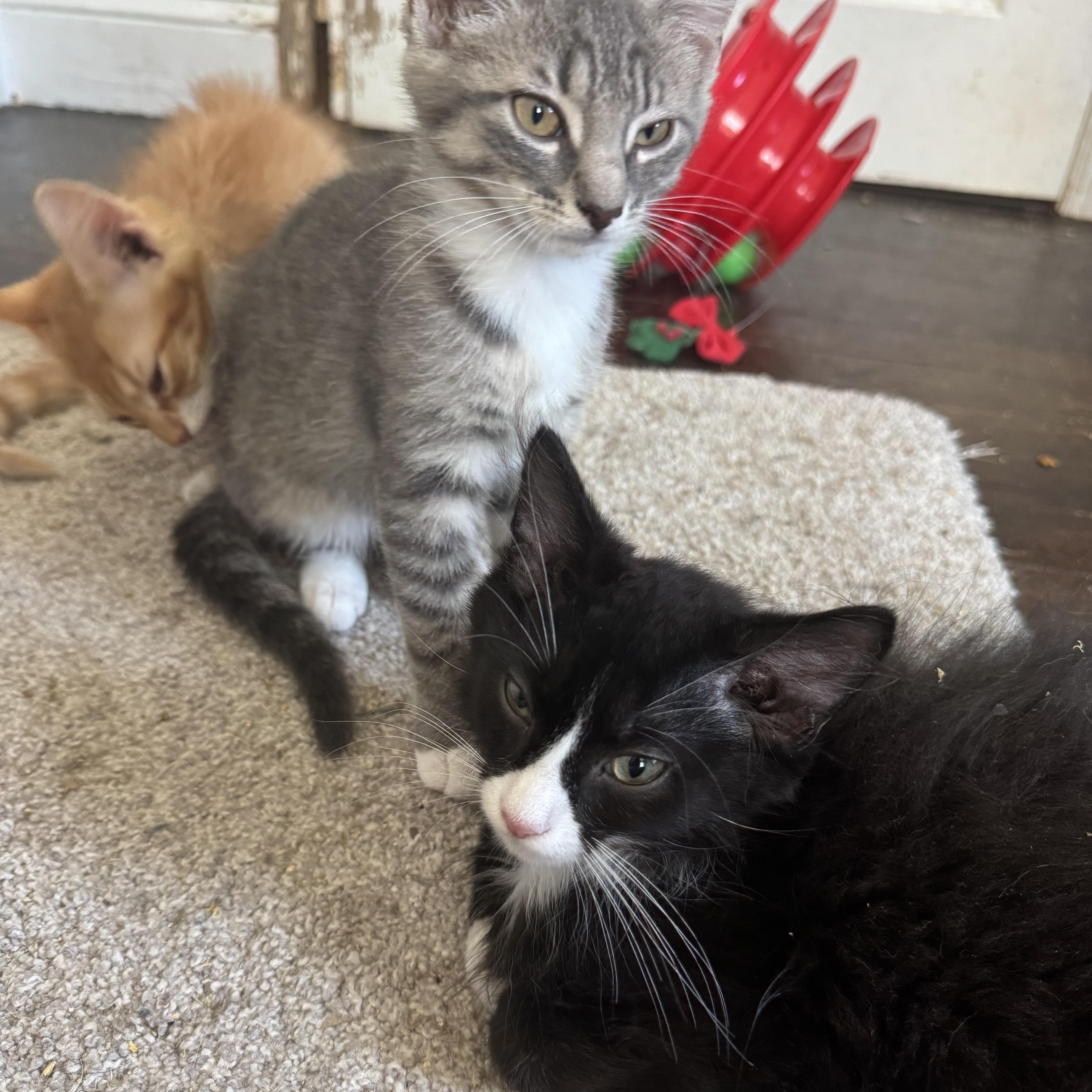 A baby small-sized female Tabby (Gray / Blue / Silver) Domestic Short Hair cat named Gracie for adoption in Westville, NJ