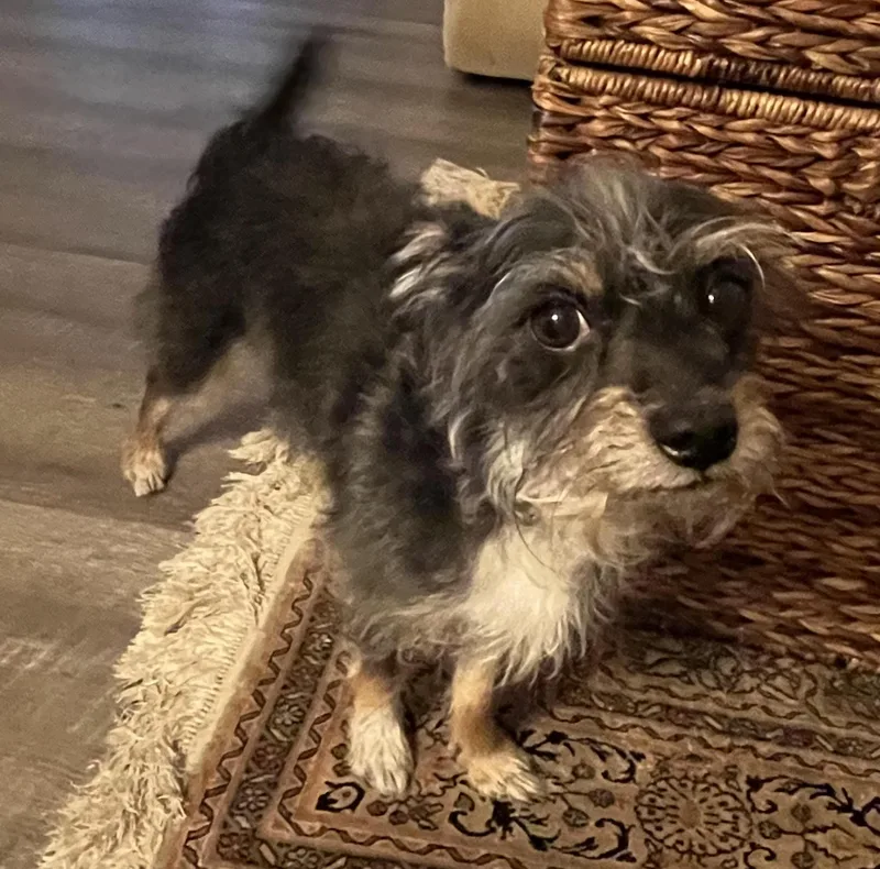 An adult small-sized male Terrier dog named Tiny Tobias for adoption in Los Angeles, CA