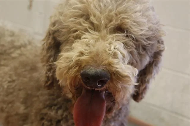 An adult large-sized female Mixed Breed dog named Pebby for adoption in Columbia, SC