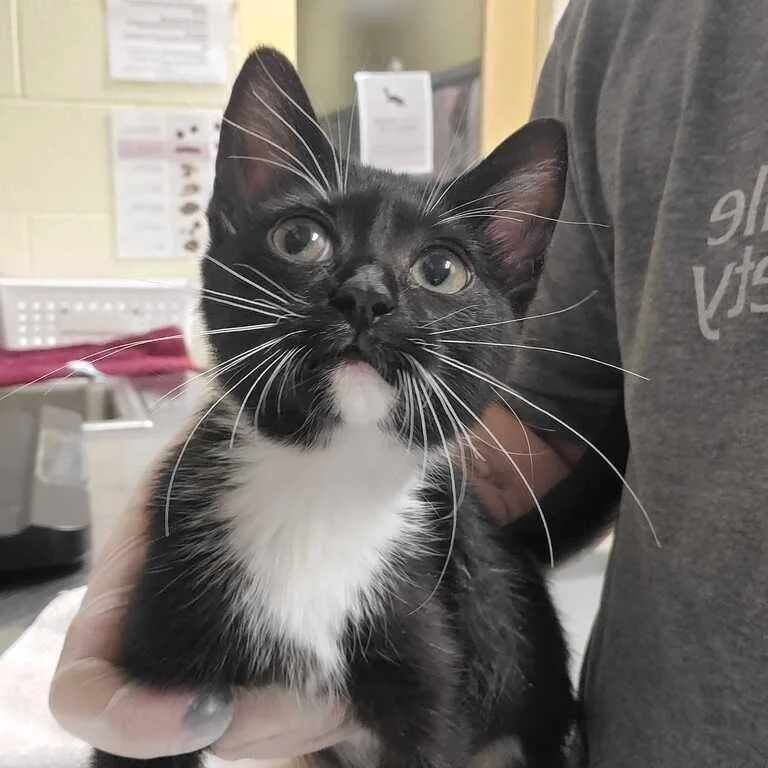 A baby small-sized female Black Domestic Short Hair cat named Angela Montenegro for adoption in Asheville, NC